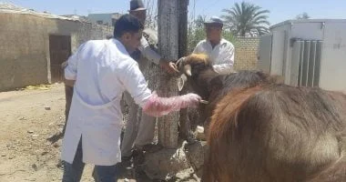 قافلة بيطرية مجانية في جزيرة الحجر بالمنوفية