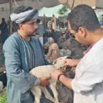 تحصين 176 ألف رأس ماشية في الجيزة ضد الأمراض الوبائية