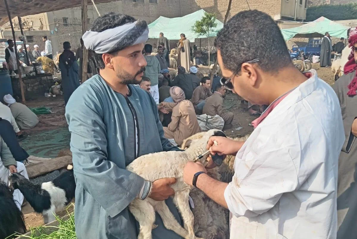 تحصين 176 ألف رأس ماشية في الجيزة ضد الأمراض الوبائية