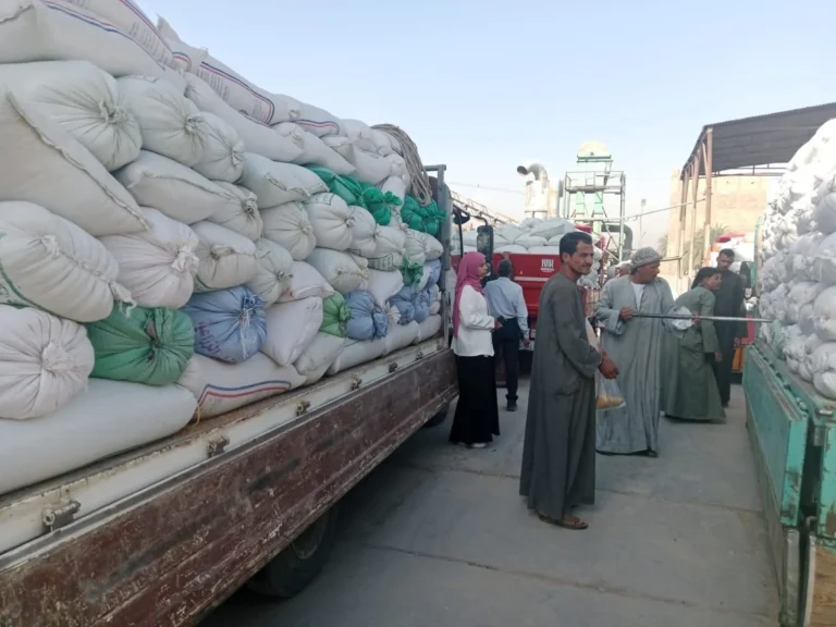 استلام 152.2 طن من القمح المحلي في الأقصر خلال 48 ساعة