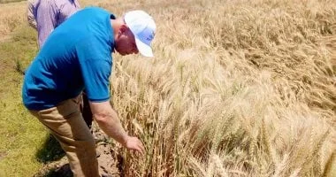 أسيوط تبدأ موسم حصاد القمح بمساحات زراعية واسعة