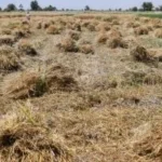 تسهيلات جديدة للمزارعين في توريد القمح المحلي