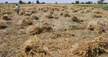 تسهيلات جديدة للمزارعين في توريد القمح المحلي