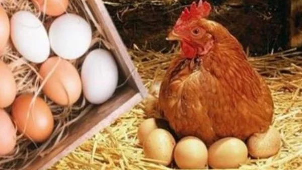 انخفاض ملحوظ في أسعار البيض اليوم السبت