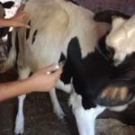 محافظ أسيوط: تحصين 113 ألف رأس ماشية في 3 أسابيع