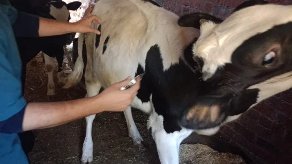 محافظ أسيوط: تحصين 113 ألف رأس ماشية في 3 أسابيع