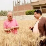 توريد 1109 أطنان قمح في أسيوط منذ بدء الموسم