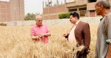 توريد 1109 أطنان قمح في أسيوط منذ بدء الموسم