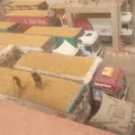 الوادي الجديد تستقبل أكثر من 11 ألف طن قمح