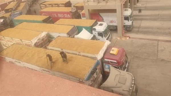 الوادي الجديد تستقبل أكثر من 11 ألف طن قمح