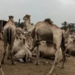 مزادات الجمال في سوق دراو بأسوان