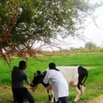 تحصين 45 ألف رأس من المواشي في أسوان