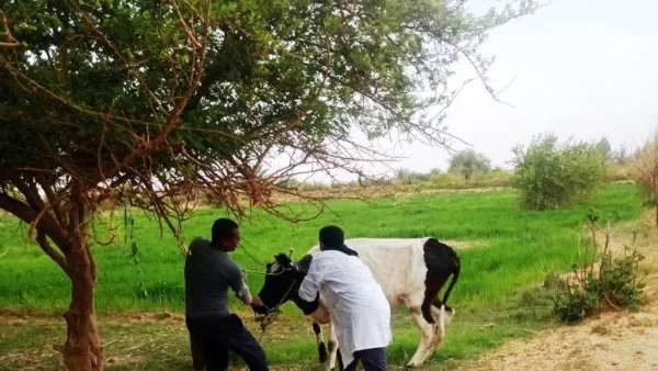 تحصين 45 ألف رأس من المواشي في أسوان