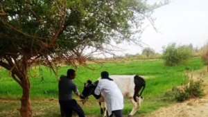 تحصين 45 ألف رأس من الماشية في أسوان