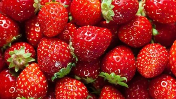 صادرات الفراولة المجمدة المصرية تصل إلى 99 مليون دولار