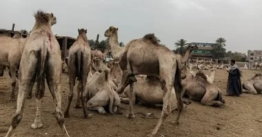 ازدهار مزادات الجمال في سوق دراو بأسوان