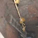 ضبط أربعة أشخاص في المنوفية بتهمة التنقيب عن الآثار