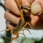 إصابة طالبة بلدغة عقرب في مدرسة بالفيوم