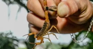 إصابة طالبة بلدغة عقرب في مدرسة بالفيوم