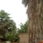 إزالة الأشجار المهملة حول مدرسة كفر الزيات الثانوية