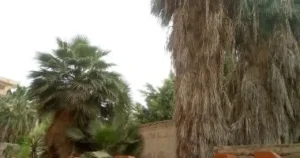 إزالة الأشجار المهملة حول مدرسة كفر الزيات الثانوية