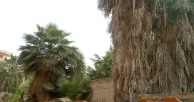 إزالة الأشجار المهملة حول مدرسة كفر الزيات الثانوية