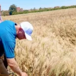 جهود زراعة بني سويف في الأسبوع الثاني من أبريل