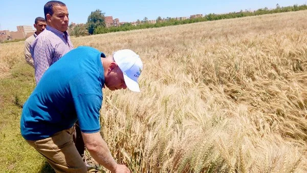 جهود زراعة بني سويف في الأسبوع الثاني من أبريل