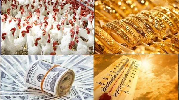 أبرز أخبار التوك شو: أسعار الدواجن والذهب والدولار