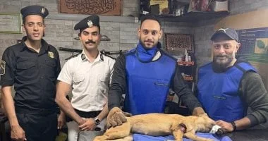 إنقاذ كلب ضال بعد حادث سير في بورسعيد