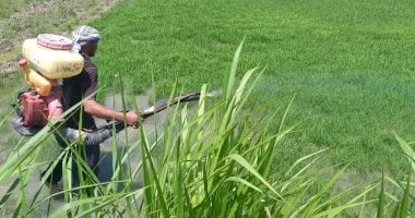 تطوير شامل لمشتل وزارة التنمية المحلية