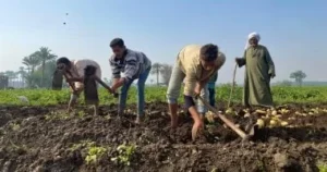 كفاح الفلاحين في البدرشين: قصة الذهب الأصفر