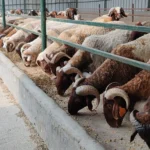 تحركات جديدة في أسعار الأضاحي لعام 2026