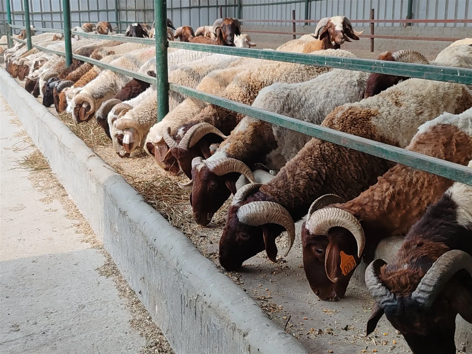 تحركات جديدة في أسعار الأضاحي لعام 2026