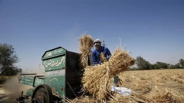 حصاد 55 ألف فدان قمح و26 ألف طن توريد في الوادي الجديد