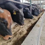 أسعار أضاحي عيد الأضحى 2026 تبدأ من 70 ألف جنيه