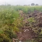 زراعة الجزر في بني أحمد الغربية بالمنيا