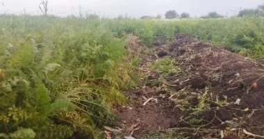 زراعة الجزر في بني أحمد الغربية بالمنيا