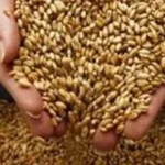 13 موقع تخزين لاستلام القمح في الفيوم هذا العام