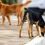 خطة التعامل مع الكلاب الضالة: رؤية جديدة بلا إبادة