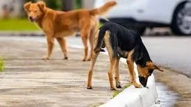 خطة التعامل مع الكلاب الضالة: رؤية جديدة بلا إبادة