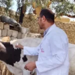 تحصين أكثر من 186 ألف رأس ماشية بالمنيا ضد الحمى القلاعية