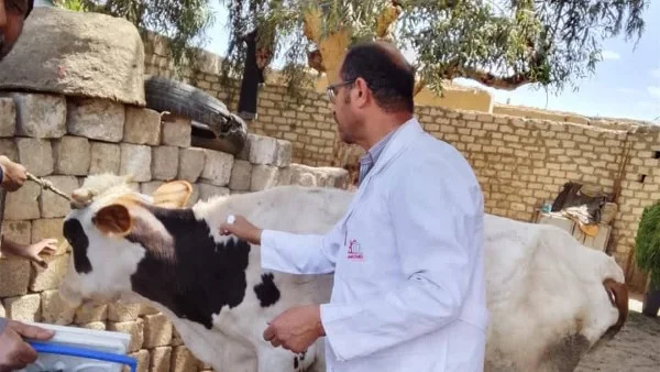 تحصين أكثر من 186 ألف رأس ماشية بالمنيا ضد الحمى القلاعية