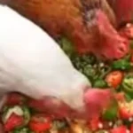 وجبة سحرية للدجاج: الحقيقة وراء زيادة إنتاج البيض