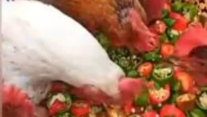 وجبة سحرية للدجاج: الحقيقة وراء زيادة إنتاج البيض