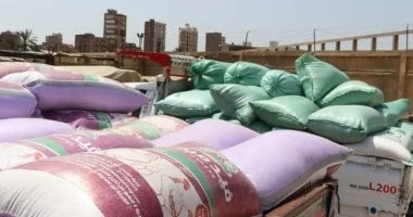 إقبال كبير على توريد القمح في القليوبية