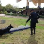 حراس الظل: الكلاب البوليسية تبطل مفعول الجريمة