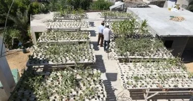 إطلاق مبادرة "سلطة السطوح" لتحويل ميت عقبة لرئة خضراء