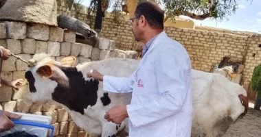 تحصين 186 ألف رأس ماشية ضد الحمى القلاعية في المنيا