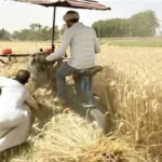 65 ألف فدان قمح بالوادي الجديد وتوريد 46 ألف طن